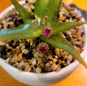 14kt Gold Ruby Diamond Stud Earrings